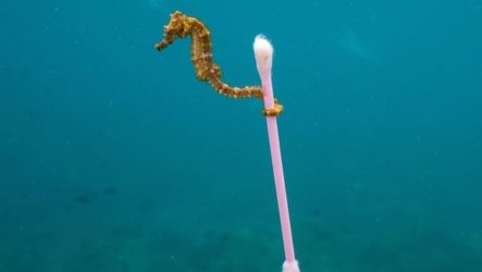 Эффект 65% идиотов и тотальное унижение людей на примере борьбы с бытовым пластиком.