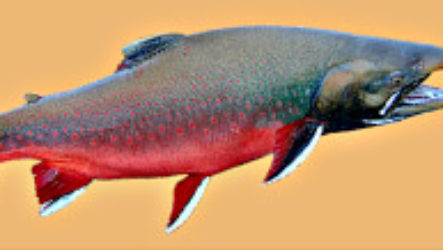 Арктичний голецЬ из-под Харькова