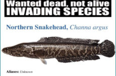 Американский кошмар на нашем столе