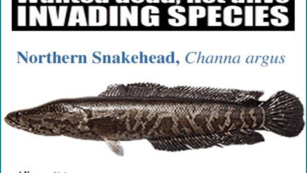 Американский кошмар на нашем столе